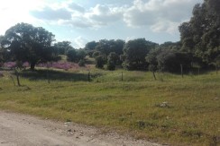403_fincas-en-venta (2)