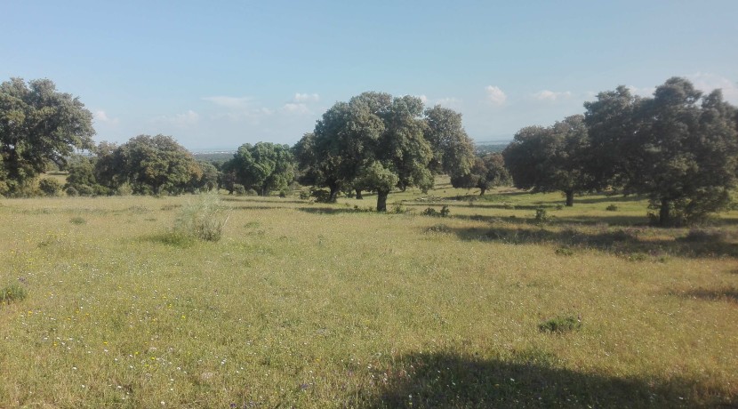 403_fincas-en-venta-3