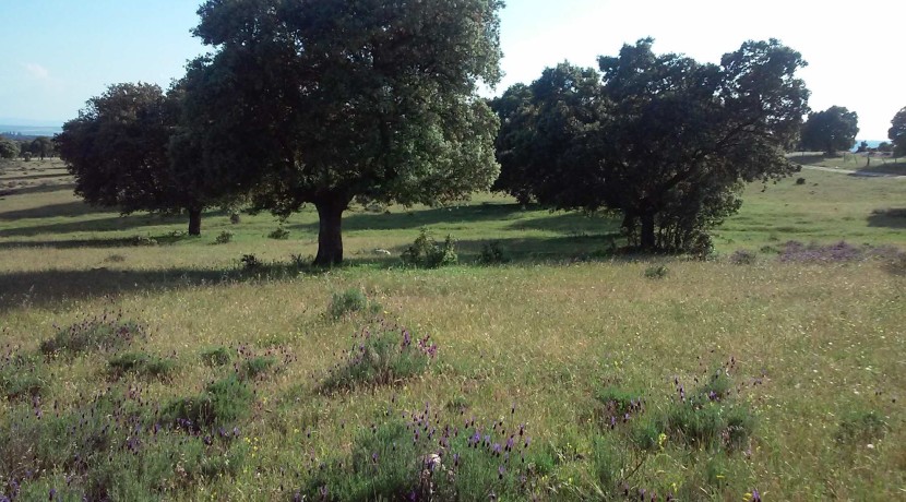 403_fincas-en-venta-5