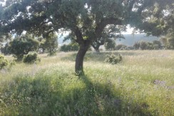 403_fincas-en-venta-9