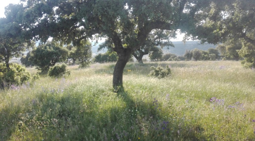 403_fincas-en-venta-9