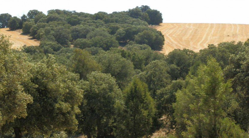 406_fincas-en-venta-013