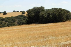 406_fincas-en-venta-039