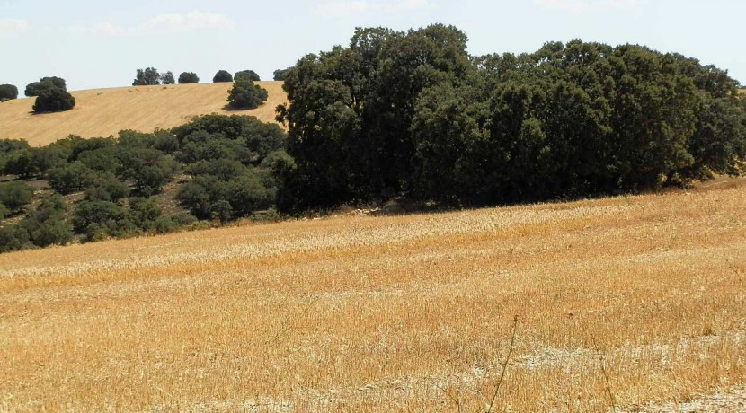 406_fincas-en-venta-039