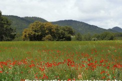 429_fincas-en-venta-14