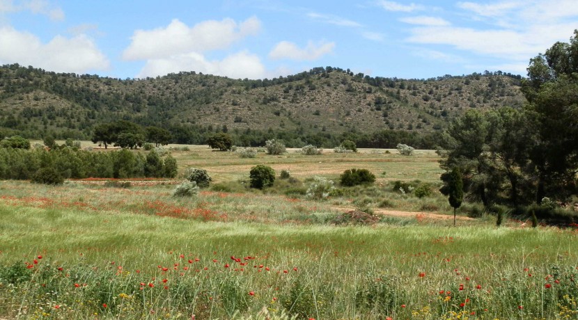 429_fincas-en-venta-18