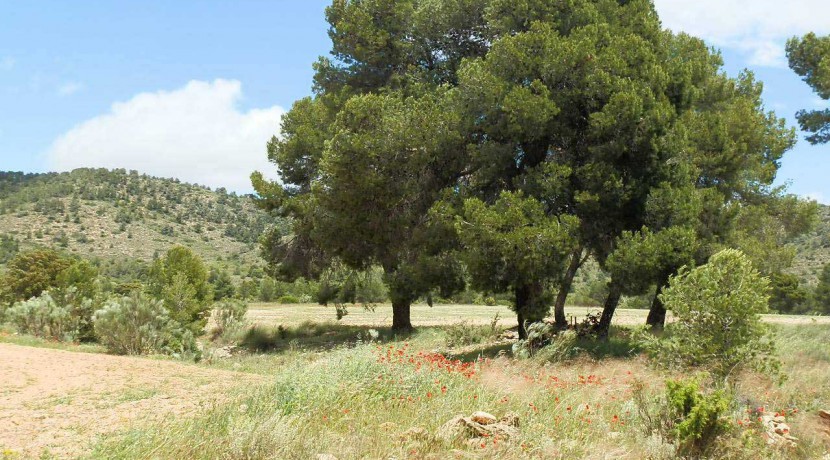 429_fincas-en-venta-27