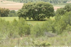 429_fincas-en-venta-35