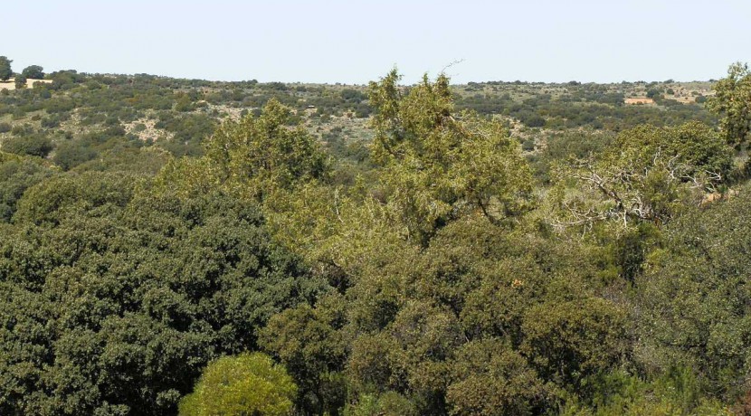 430_fincas-en-venta-097