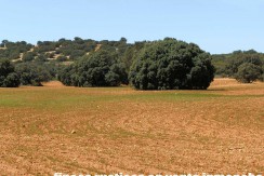 430_fincas-en-venta-106
