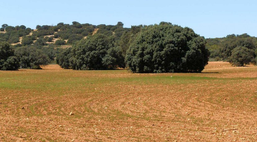 430_fincas-en-venta-106