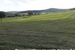 456_fincas-en-venta-07
