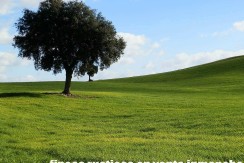 456_fincas-en-venta-12