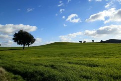 456_fincas-en-venta-13