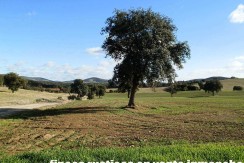 456_fincas-en-venta-17