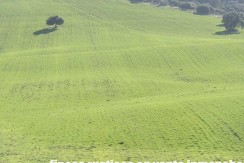 456_fincas-en-venta-24