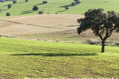 456_fincas-en-venta-27