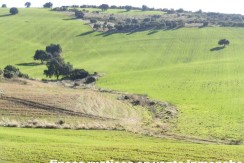 456_fincas-en-venta-28