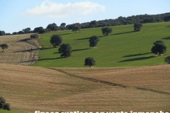 456_fincas-en-venta-30