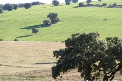 456_fincas-en-venta-31