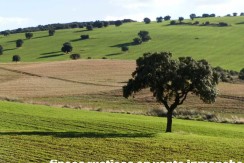 456_fincas-en-venta-33