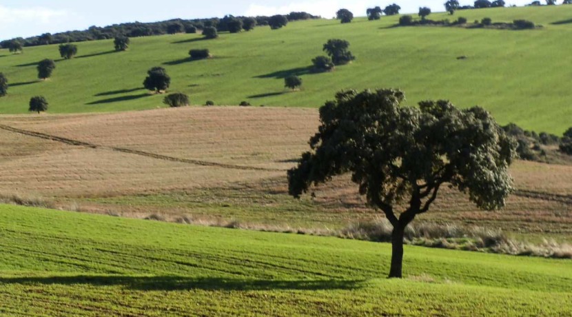 456_fincas-en-venta-33