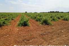 461_fincas-en-venta-002