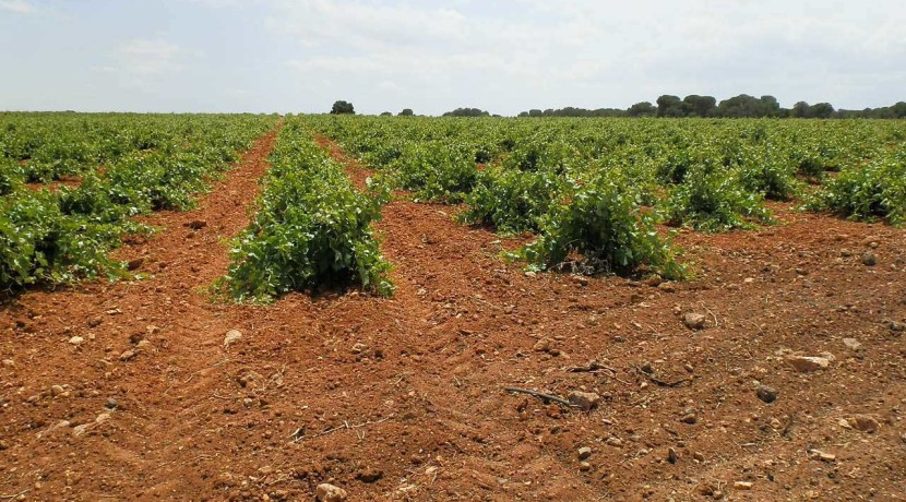 461_fincas-en-venta-002