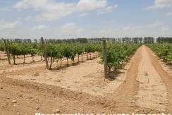 461_fincas-en-venta-008