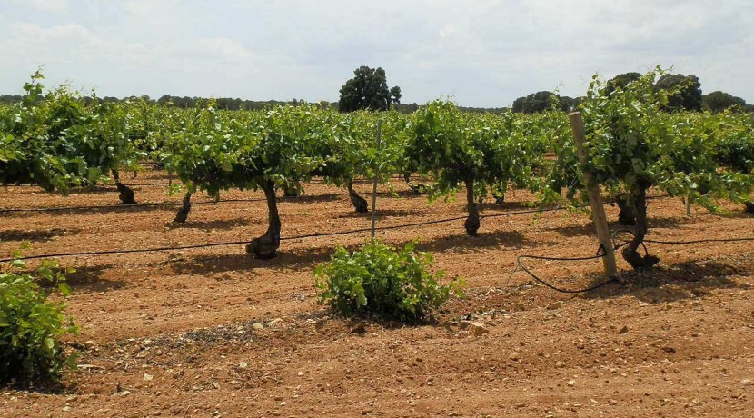 461_fincas-en-venta-009