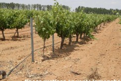461_fincas-en-venta-012