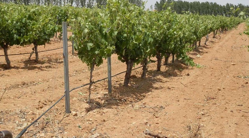 461_fincas-en-venta-012