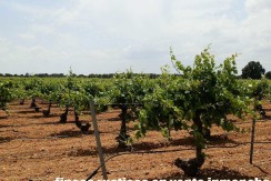 461_fincas-en-venta-013