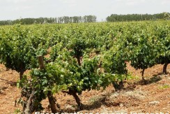 461_fincas-en-venta-015