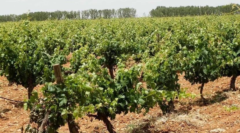 461_fincas-en-venta-015