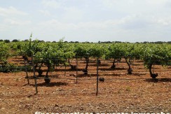 461_fincas-en-venta-017