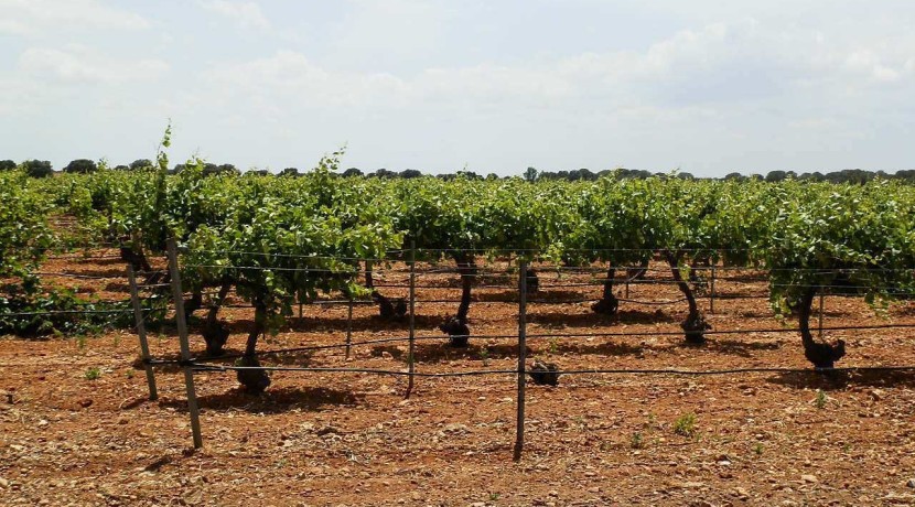 461_fincas-en-venta-017