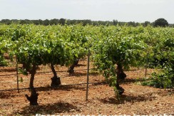 461_fincas-en-venta-018