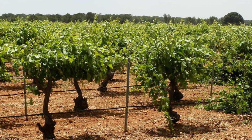 461_fincas-en-venta-018