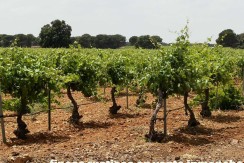 461_fincas-en-venta-019