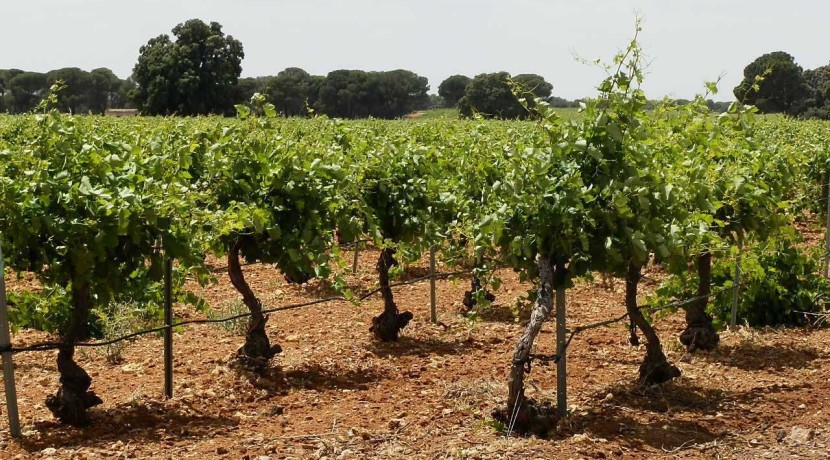 461_fincas-en-venta-019