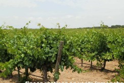 461_fincas-en-venta-024