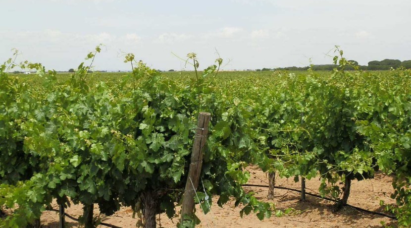 461_fincas-en-venta-024