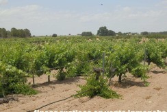 461_fincas-en-venta-025