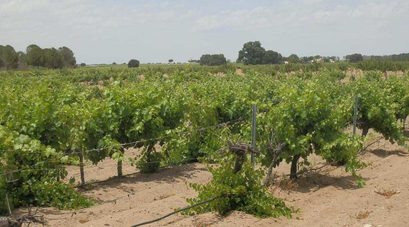 461_fincas-en-venta-025