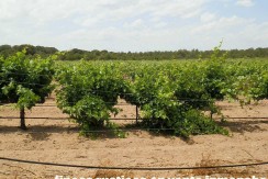461_fincas-en-venta-026