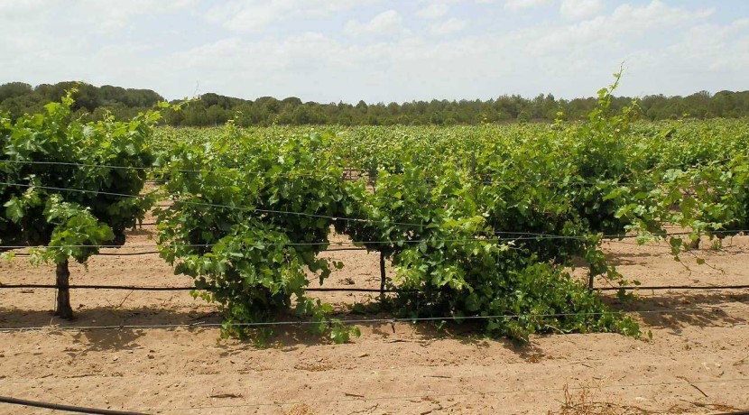 461_fincas-en-venta-026