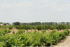 461_fincas-en-venta-027