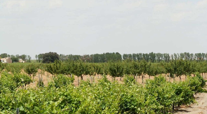 461_fincas-en-venta-027