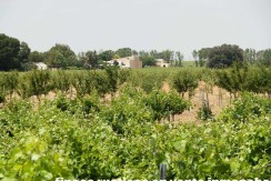 461_fincas-en-venta-029